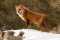Beyond the Basics: 9 Tips to Improve Your Wildlife Photography | PetaPixel