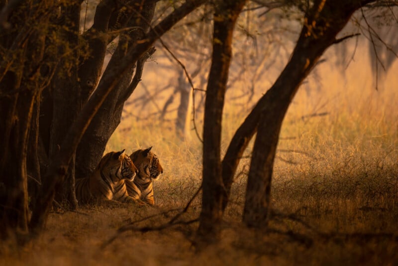 Two tigers lie side by side in the shade beneath dense trees, gazing into the sunlit grassland that stretches beyond the forest. The warm light creates a soft, natural atmosphere.