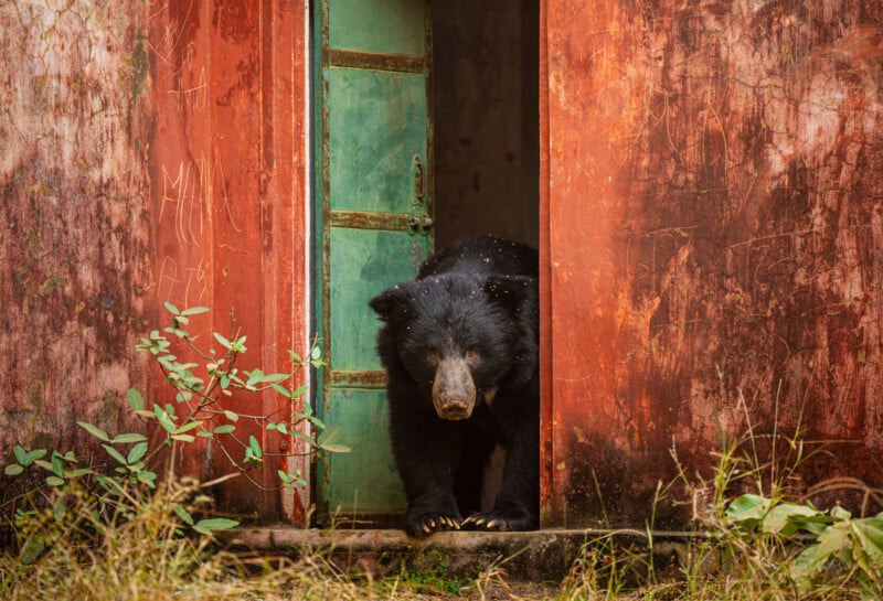 A sloth bear stands in the doorway of a weathered, red-walled building with a green door, surrounded by overgrown grass and plants.