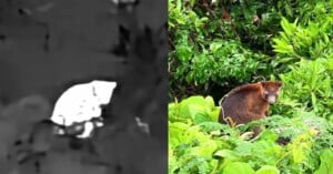 Split image: Left side is a blurry, grayscale infrared image of an animal in foliage; right side shows a tree kangaroo sitting among lush green leaves in a forest.