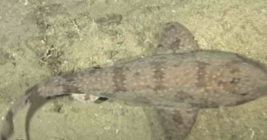 A brown, patterned shark swims close to the sandy ocean floor, viewed from above. The shark’s dorsal fin and tail are visible, and the seabed appears light and textured.