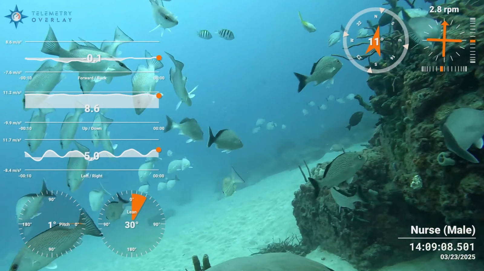 Camera-Equipped Nurse Shark Captures Rare Footage of Great White ...