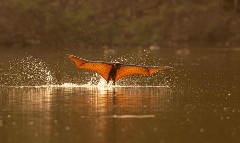 A bat with outstretched wings skims the surface of a calm body of water, creating splashes. The translucent orange wings are backlit by warm sunlight, and the surroundings are natural and tranquil.