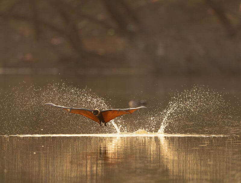 A bat with outstretched wings skims the surface of a calm body of water, creating a splash and ripples in the golden light of sunset.