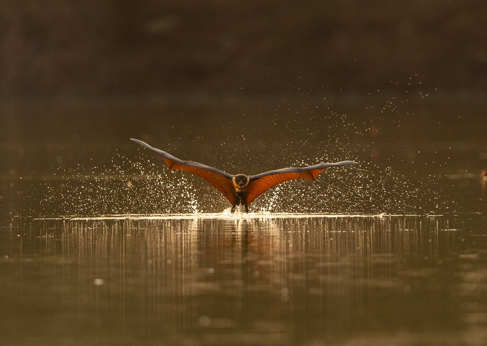 Photographer Captures Rare Photos of Flying Foxes Keeping Cool in ...