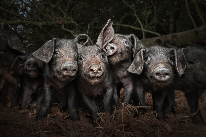 A group of curious black piglets stand close together on straw, with one piglet playfully raising its ear while the others look directly at the camera in a forest setting.