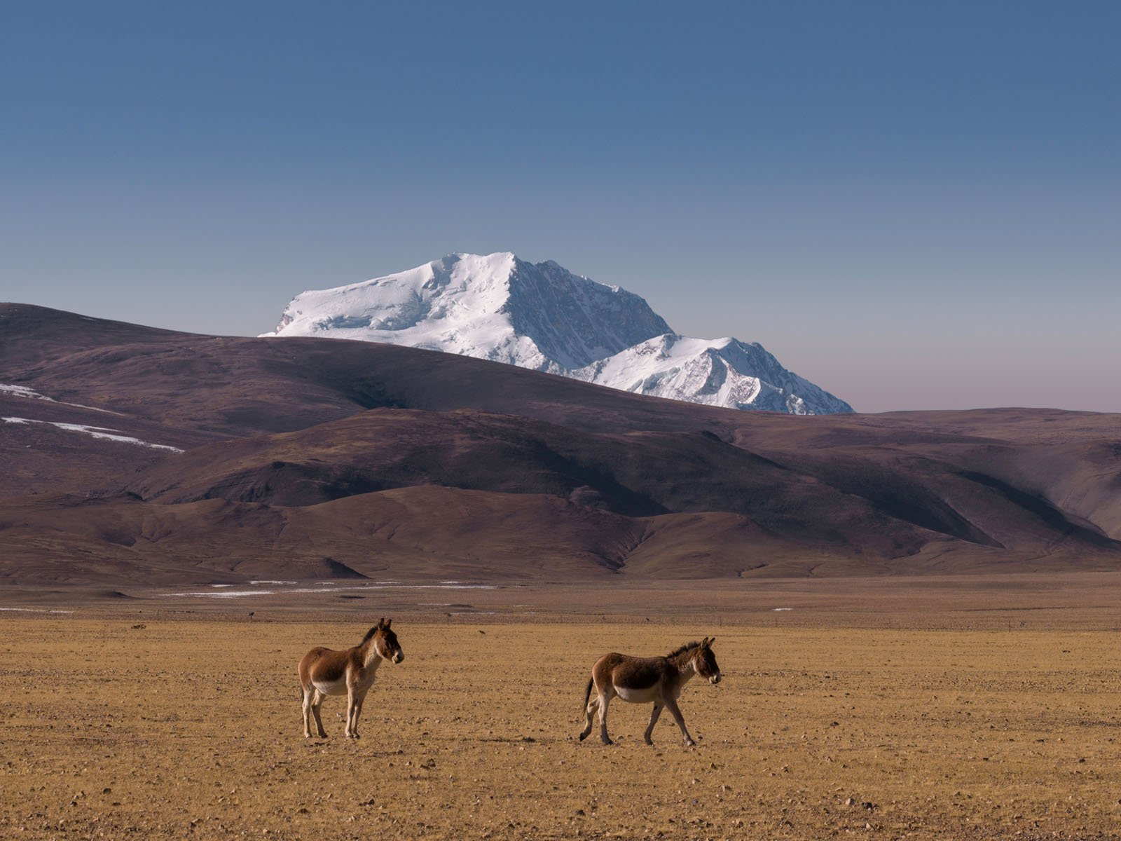 Two wild asses walk across a barren plain with brown hills in the background and a snow-covered mountain under a clear blue sky.