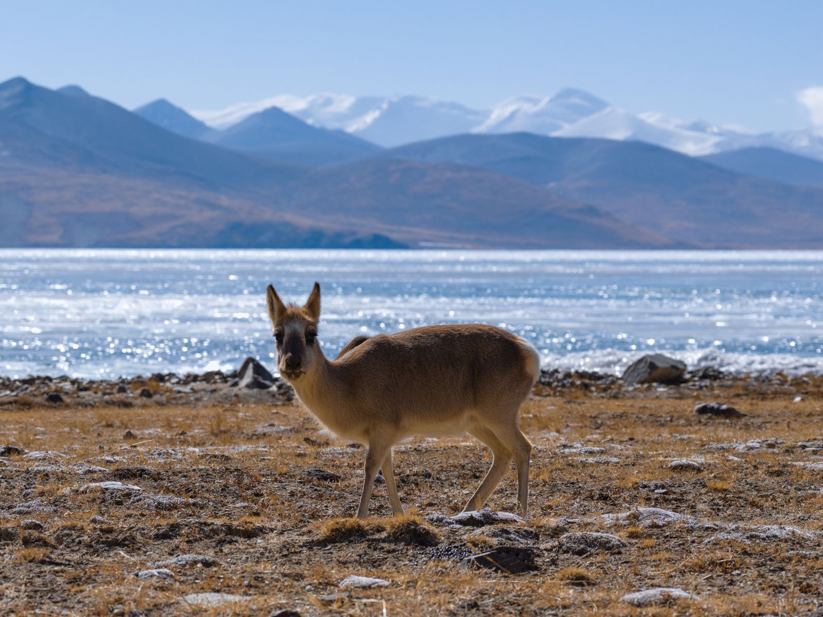 A young antelope stands on dry, rocky ground near a shimmering body of water, with snow-capped mountains and a clear blue sky in the background.
