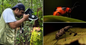 A scientist photographs insects in a lush forest; inset images show a red and black beetle on a leaf (top right) and a brown, speckled beetle on a leaf (bottom right).