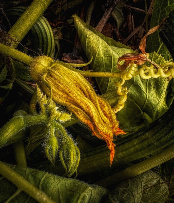 A close-up of a yellow-orange squash blossom with textured petals surrounded by fuzzy green leaves and stems, displaying intricate details and natural light.