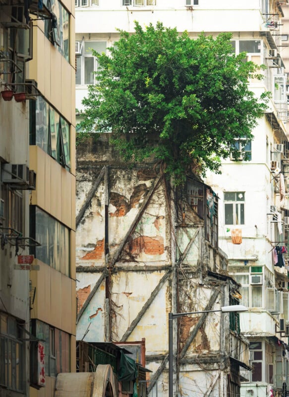 A large green tree grows on top of a weathered, crumbling building facade, surrounded by tall apartment blocks in an urban setting.