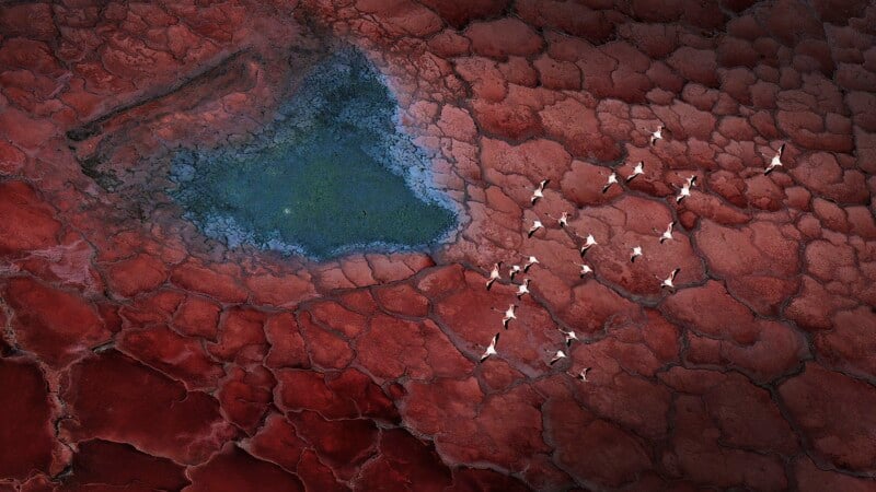 Aerial view of a group of white birds flying over cracked, red earth with a blue, heart-shaped patch of water or algae in the top left corner.