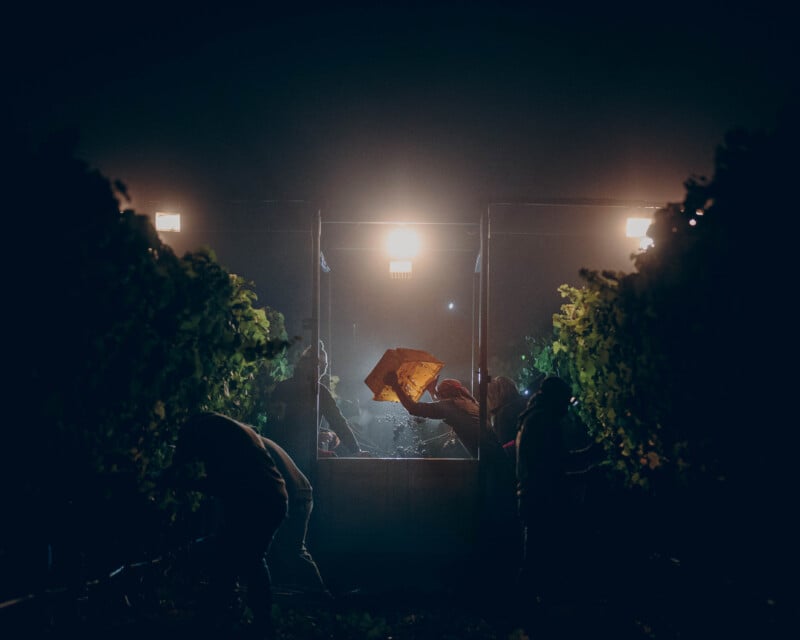 Workers harvest grapes at night under bright lights, surrounded by grapevines. One worker lifts a yellow crate, while others pick grapes in the shadows and mist, creating a dramatic and atmospheric vineyard scene.