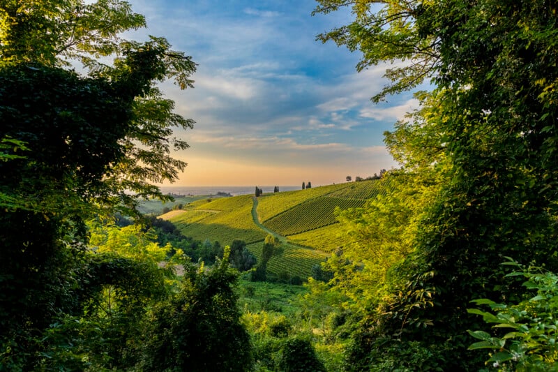 Sunlit rolling hills covered in lush green vineyards are framed by tall, leafy trees, with a partly cloudy blue sky above and a winding path leading through the landscape.