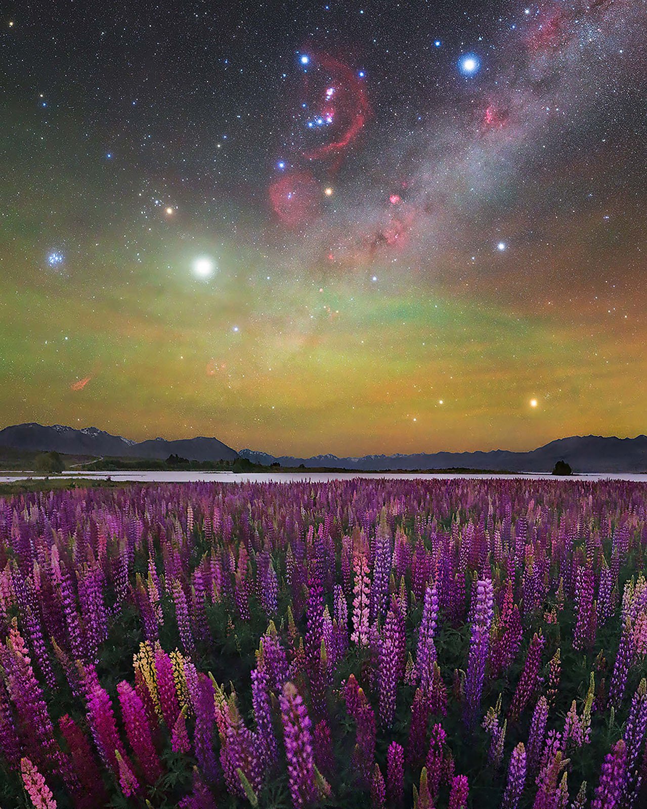 A vibrant field of purple and pink lupine flowers under a colorful night sky filled with bright stars, nebulae, and the glowing Milky Way, with distant mountains and a calm lake in the background.