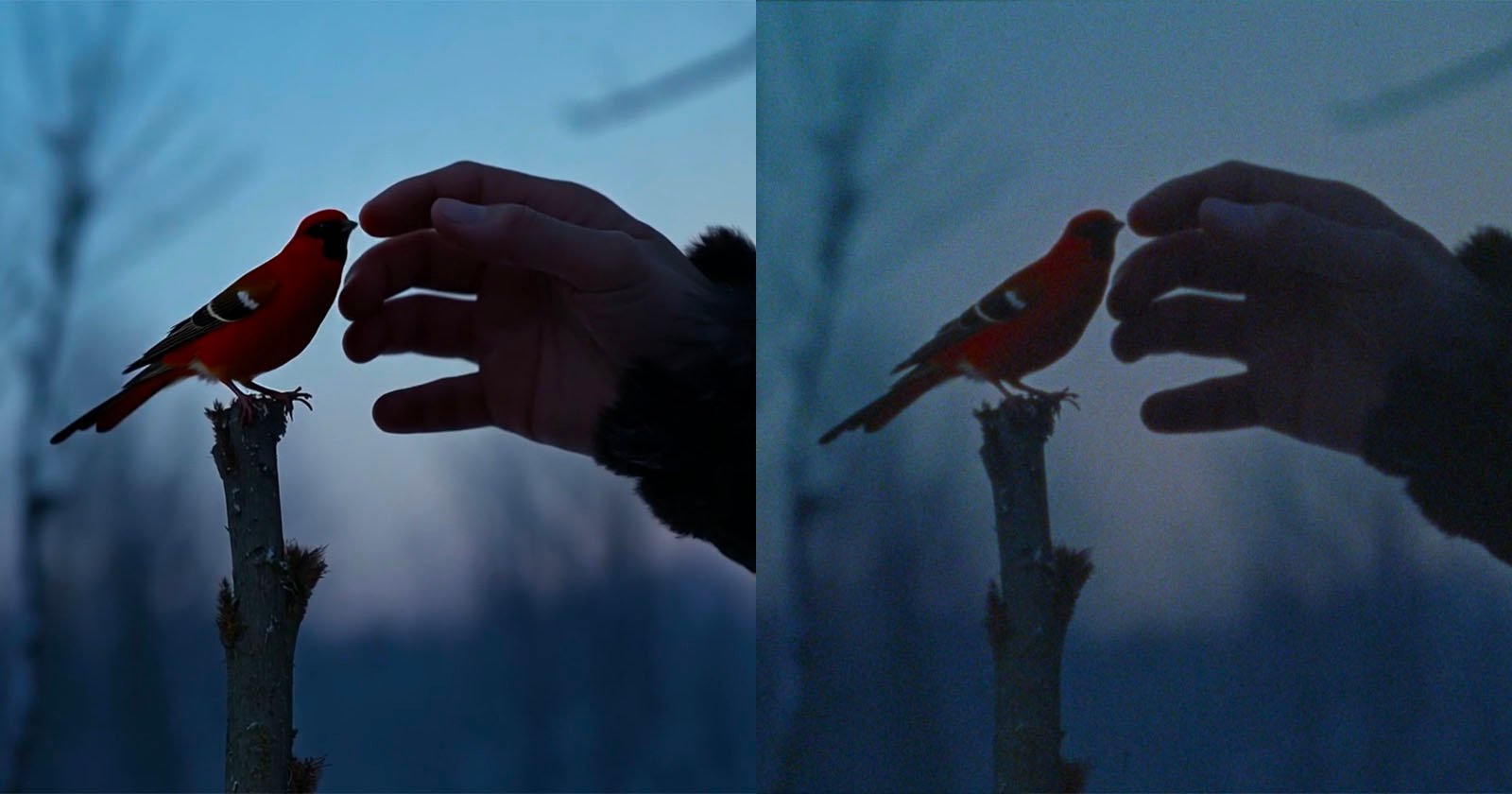 A bright red bird perches on a branch as a hand reaches toward it; the image is shown in two versions—one brightly lit and clear, the other dark and muted with less detail.