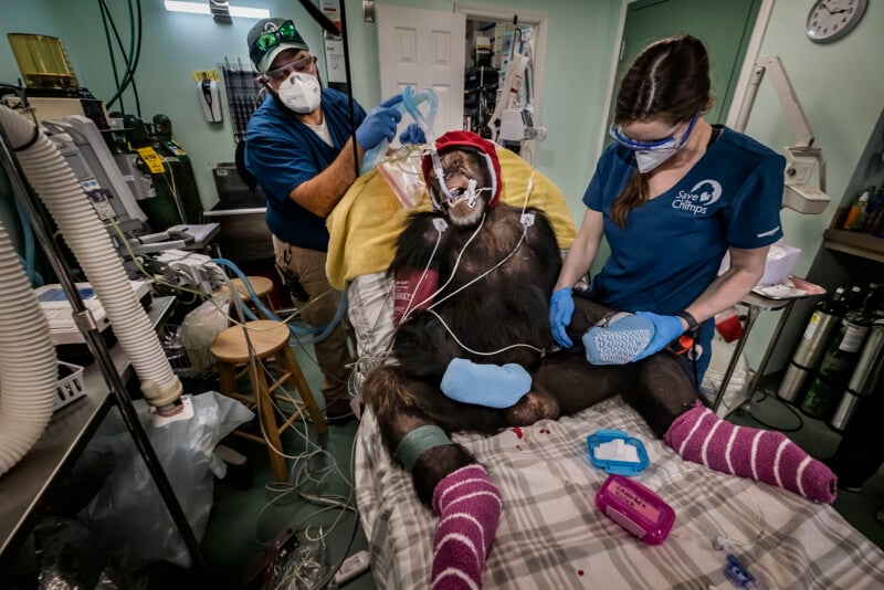 A chimpanzee lies on an exam table wearing medical equipment, socks, and mittens, while two veterinary staff in masks and gloves provide care in a clinic filled with medical devices.