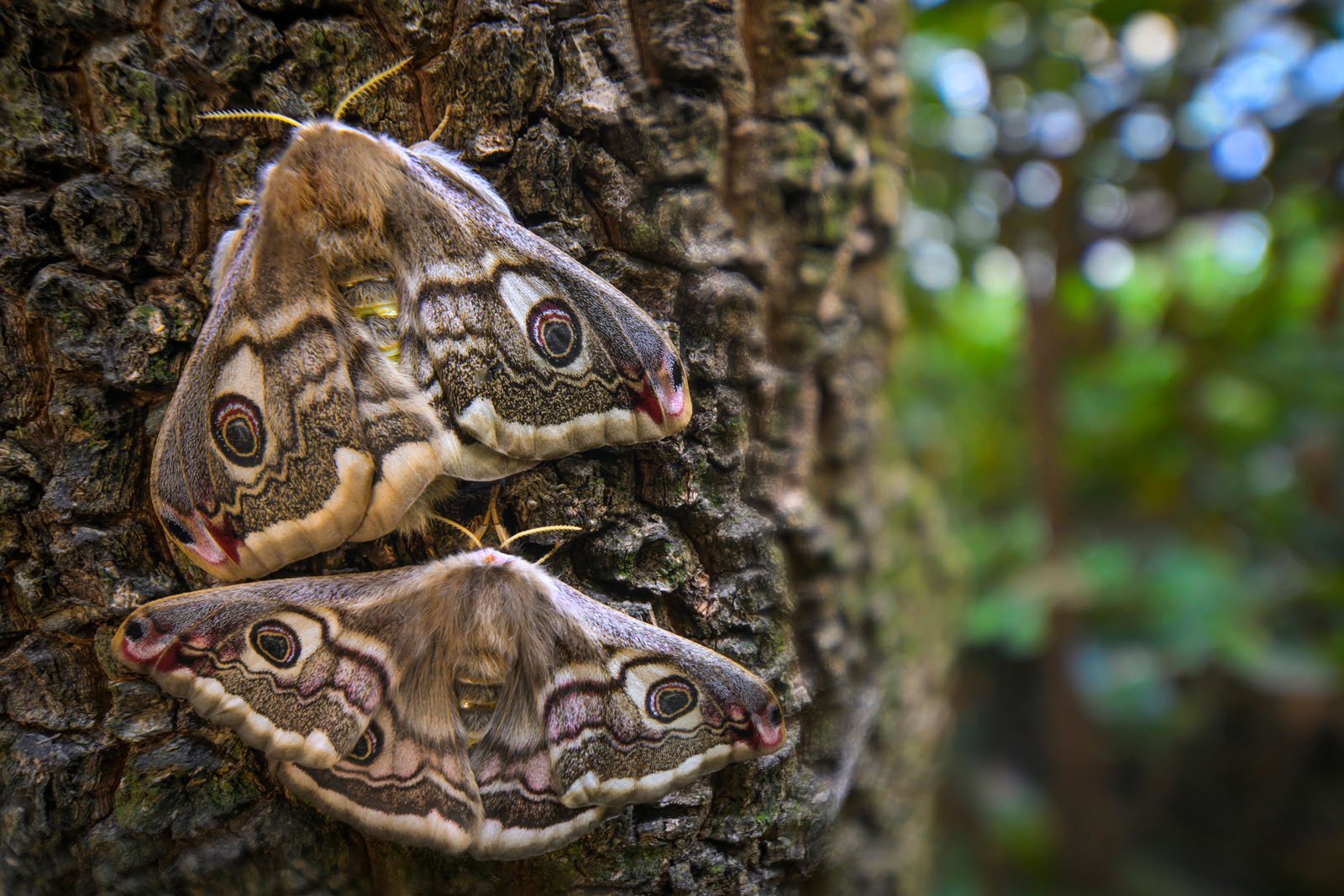 Two large, brown-patterned moths with eye-like markings on their wings are resting close together on the rough bark of a tree, surrounded by blurred green foliage in the background.