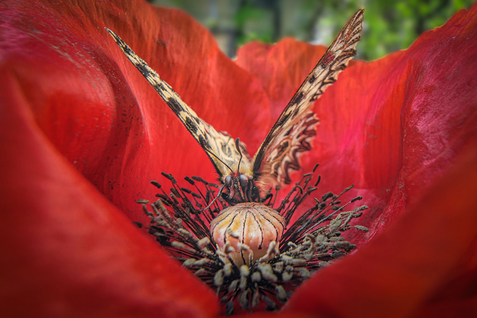 Close-up of a butterfly with spread wings perched on the dark center of a vibrant red flower, surrounded by its delicate petals and stamens.