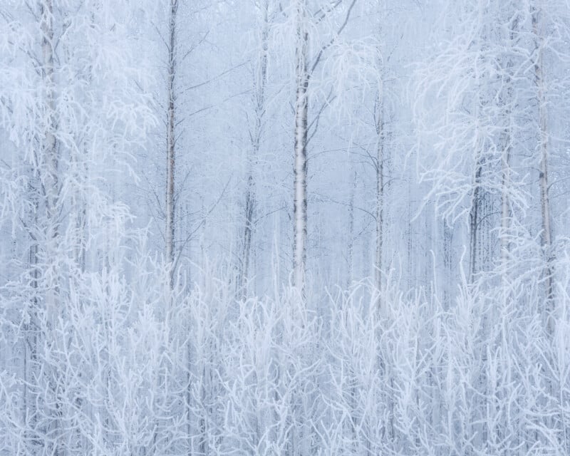 Frost-covered trees and branches in a dense, wintry forest create a white, icy landscape with a soft, misty atmosphere.