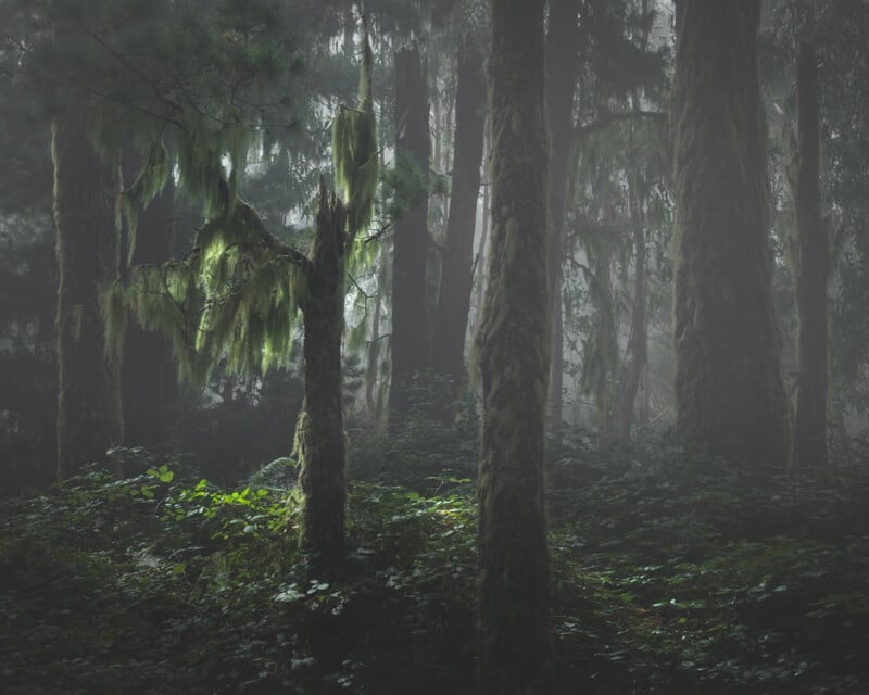A misty forest with tall trees covered in moss and lush green undergrowth. Sunlight softly illuminates patches of foliage on the forest floor, creating a serene and mysterious atmosphere.