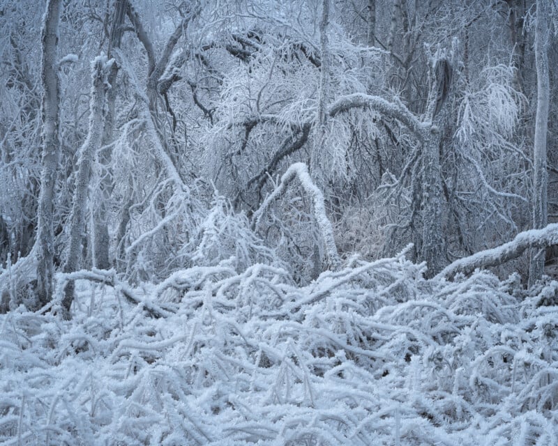 A dense forest scene covered in heavy frost, with twisted branches and trees coated in white ice, creating an intricate, wintry landscape under a pale, cold light.