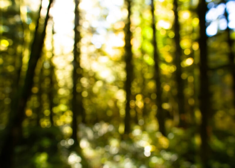 Blurred image of a sunlit forest with tall trees and green foliage, creating a soft, dreamy effect with bright light filtering through the leaves.