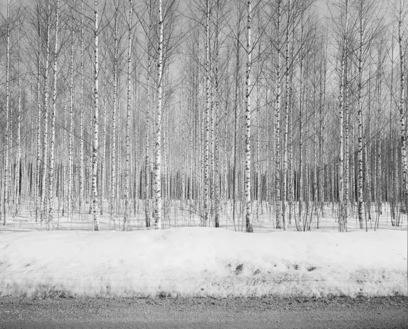 Leafless birch trees stand in rows in a snowy forest. The ground is covered with snow, and a road or path runs along the front edge of the image. The scene appears calm and wintry.