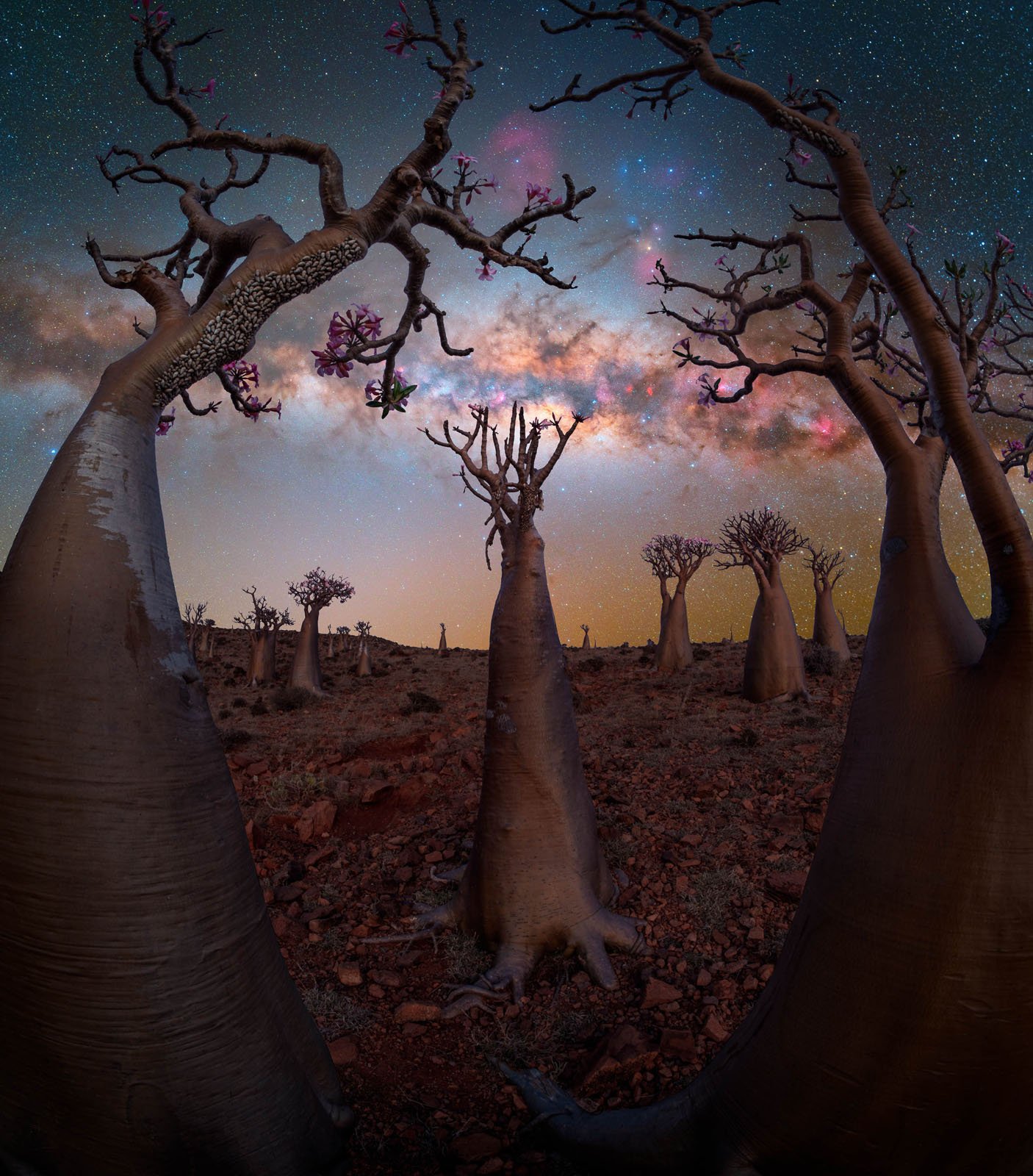 Baobab trees with sparse pink flowers stand on rocky ground under a vivid, star-filled night sky and the bright band of the Milky Way, creating a surreal, otherworldly landscape.