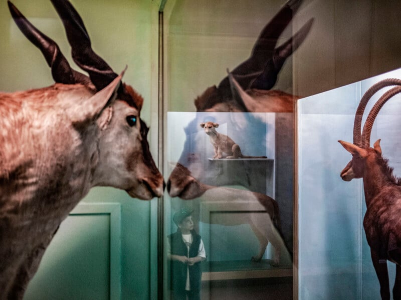 A display case shows taxidermy animals, including antelopes and a small dog, with reflections in the glass and a child in a cap observing the exhibit.