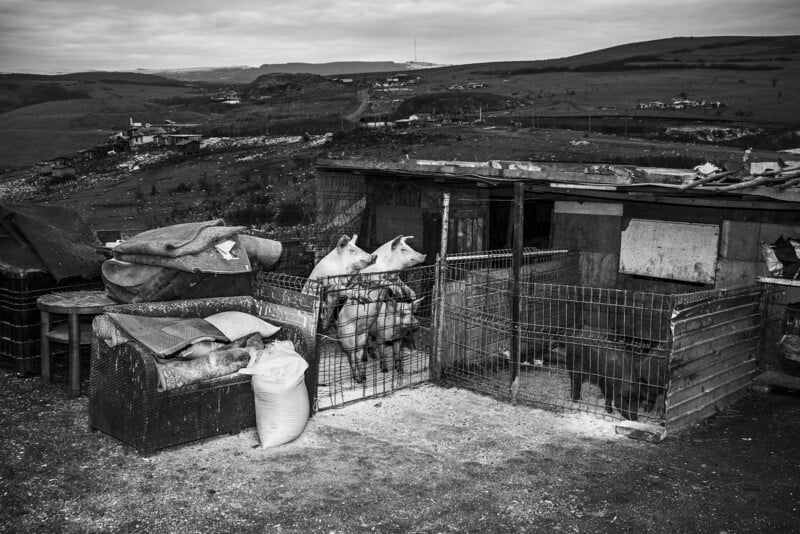 Black and white photo of pigs standing in a fenced pen beside a small, weathered farm shelter. Tarps, a sofa, and sacks are outside the pen, with rolling hills and distant buildings in the background.
