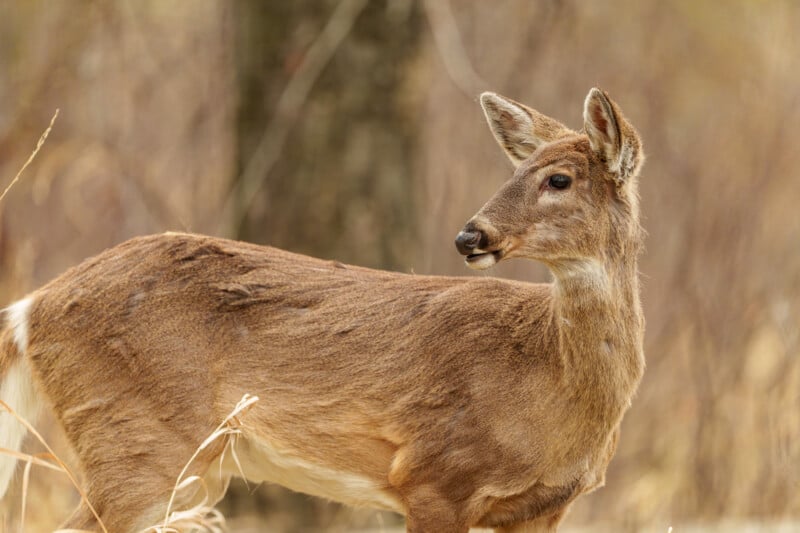 A brown deer stands outdoors, looking to the right with ears alert. The background is softly blurred with hints of trees and dry grass.