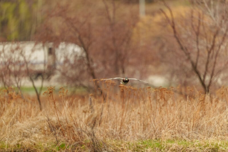 A duck flies low over tall, dry grass in a brown, wintry landscape, with blurred trees and a white truck in the background.