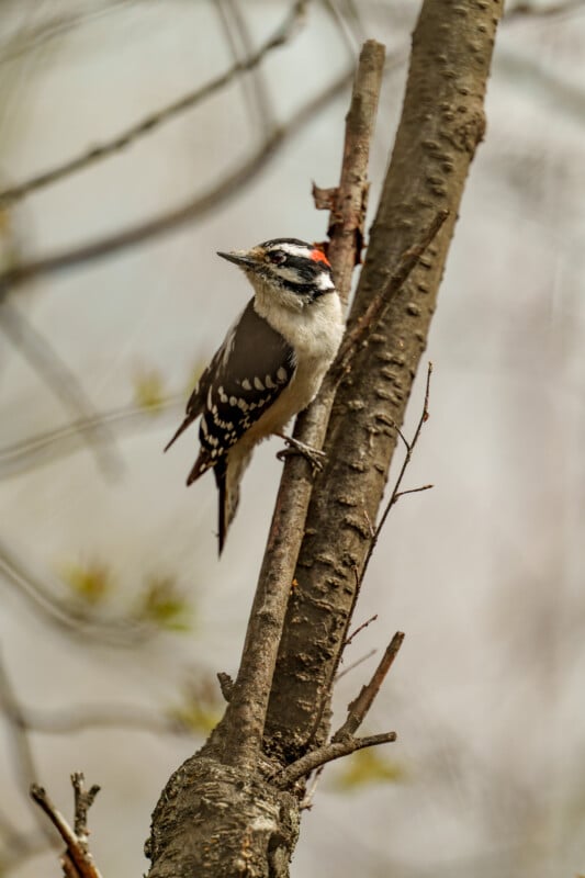 A small woodpecker with black and white feathers and a red patch on its head perches on the side of a tree trunk, surrounded by bare branches and a soft, blurred background.
