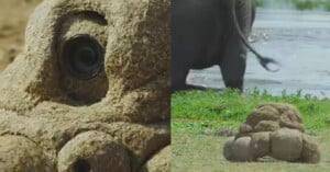 A close-up and wide shot of a camera disguised as a pile of dung on grass, with part of an elephant visible in the background near water.