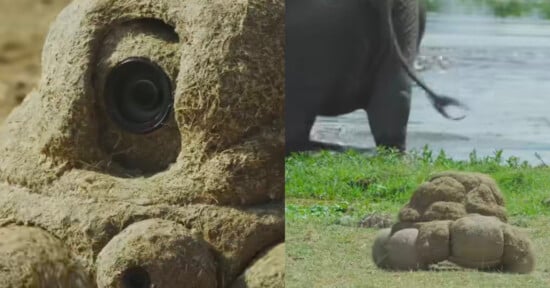 A close-up and wide shot of a camera disguised as a pile of dung on grass, with part of an elephant visible in the background near water.