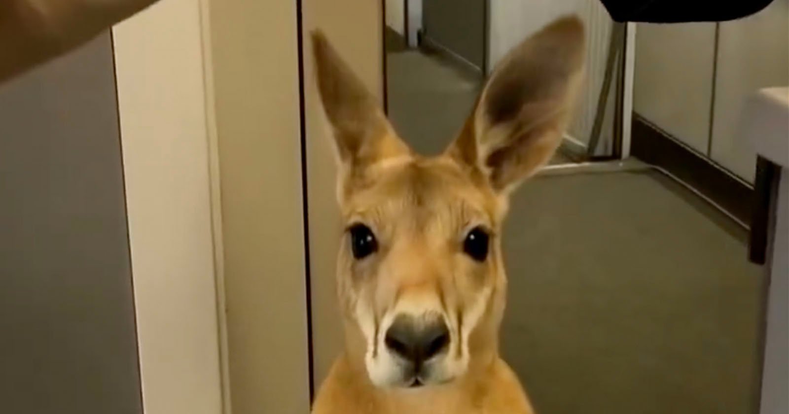 AI Video of Emotional Support Kangaroo on a Plane Fools Everyone