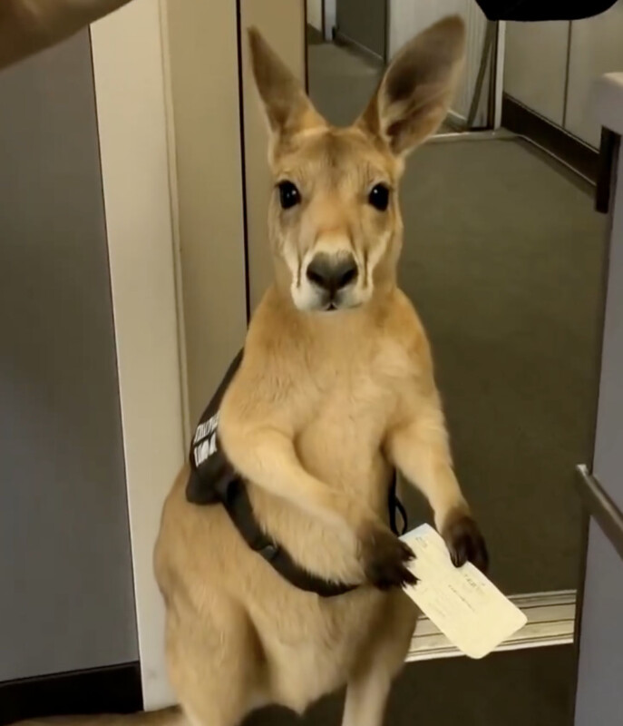 A kangaroo standing upright in what appears to be an airplane or airport, wearing a small black pouch and holding a boarding pass in its paws.
