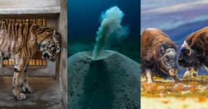 A composite image shows a caged tiger on the left, an underwater volcanic vent in the center, and two musk oxen butting heads on a grassy plain on the right.