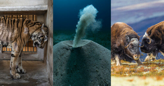A composite image shows a caged tiger on the left, an underwater volcanic vent in the center, and two musk oxen butting heads on a grassy plain on the right.