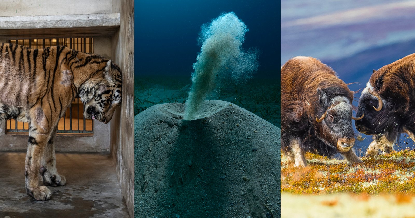 The 2025 Environmental Photography Awards Winners Show the Power of Photographers