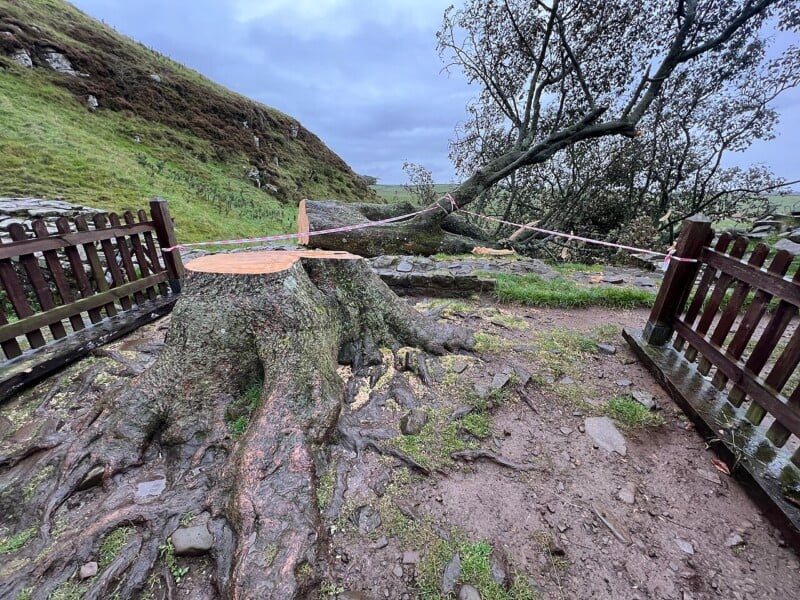 A large tree has fallen across a dirt path between two wooden fences, its trunk cut and surrounded by caution tape. Exposed roots and a mossy hillside are visible under a cloudy sky.