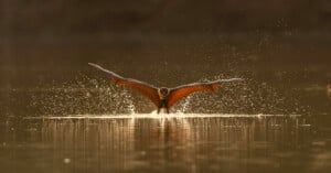 A bat with outstretched wings skims the surface of a calm body of water, creating splashes and ripples in the golden light.
