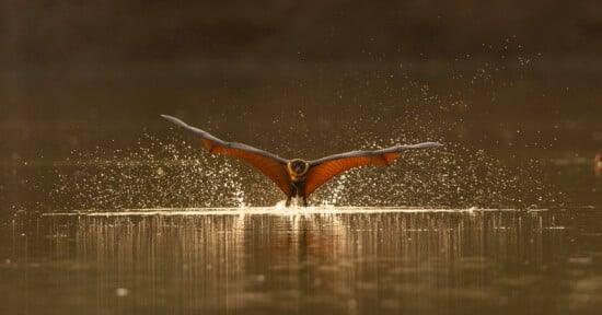 A bat with outstretched wings skims the surface of a calm body of water, creating splashes and ripples in the golden light.