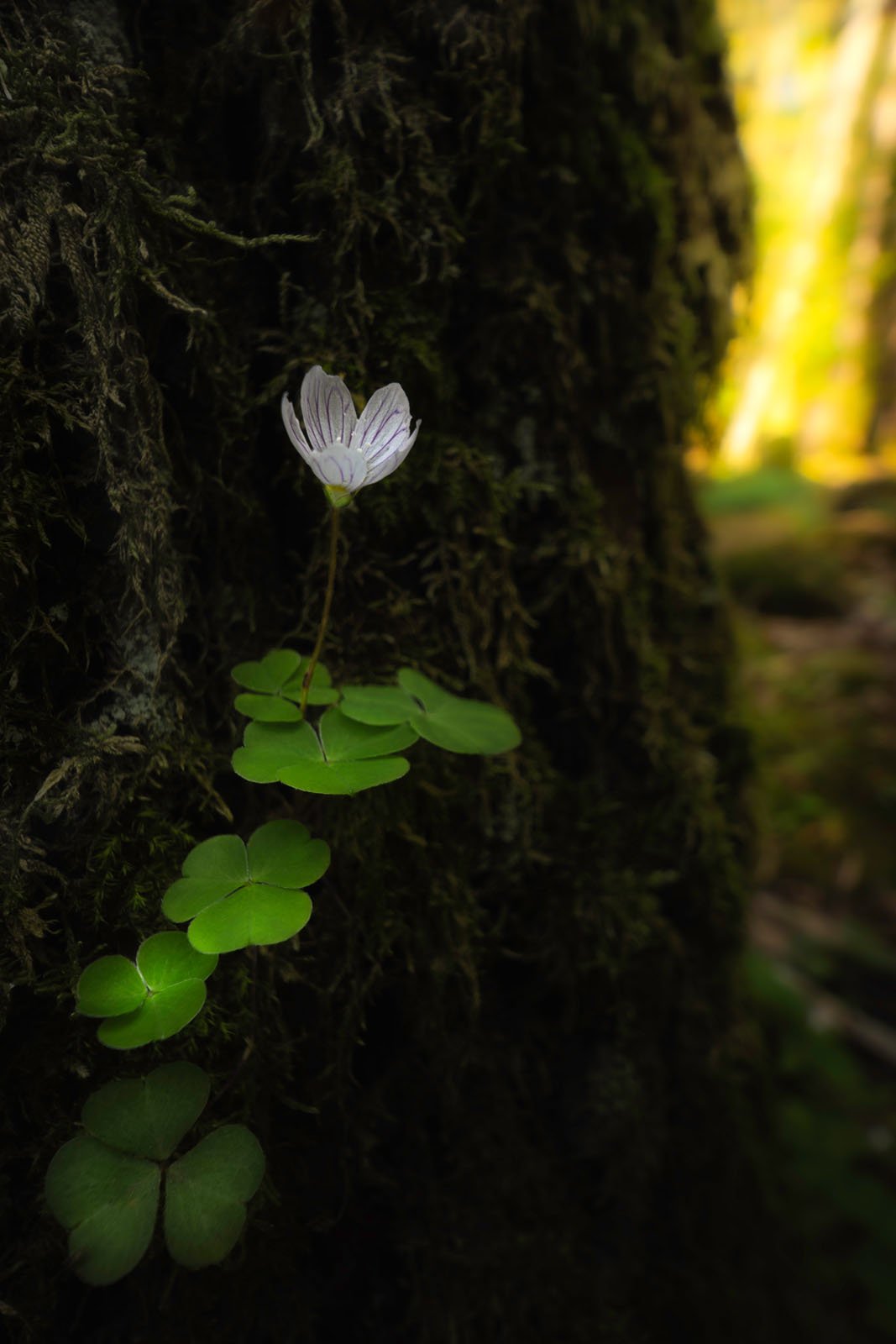 A delicate white woodland flower with thin, pink veins grows from a mossy tree trunk, surrounded by clover-like green leaves. Sunlight softly illuminates the background, creating a peaceful forest scene.
