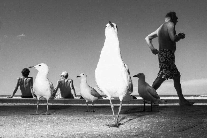 A black-and-white photo of four seagulls on a boardwalk near the beach, two people sitting on the left facing the ocean, and a man in swim trunks walking on the right holding a drink.