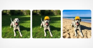 A Dalmatian wearing a yellow cap stands on grass in two left photos and on sand at the beach in the right photo, with trees in the background of the first two and the ocean in the background of the third.