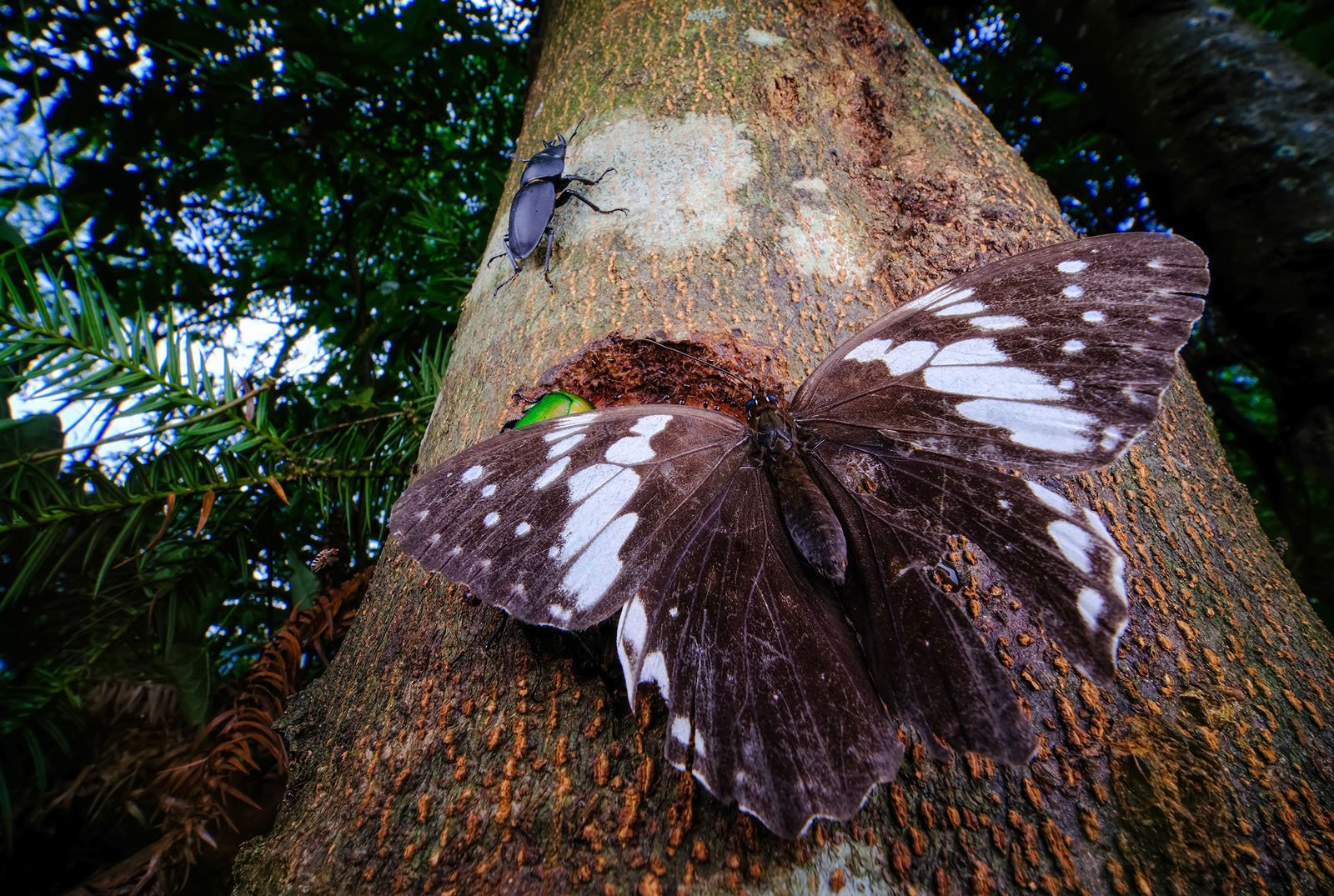 A large butterfly with brown wings marked with white spots rests on a tree trunk, while a black beetle clings nearby. Green foliage and another tree are visible in the background.