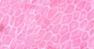 Microscopic view of plant cells arranged in a hexagonal pattern, stained pink with visible cell walls and some internal structures, likely seen under a light microscope.
