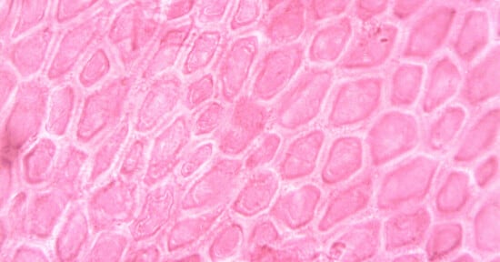 Microscopic view of plant cells arranged in a hexagonal pattern, stained pink with visible cell walls and some internal structures, likely seen under a light microscope.